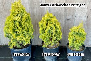 April 2024 Jantar Arborvitae Group website 2